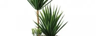 Immagine 3 azienda FIORI E FIORI DI STEFANIA MEZZELANI Shopping e acquisti in Filottrano AN