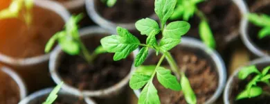 Immagine 5 azienda FIORI E FIORI DI STEFANIA MEZZELANI Shopping e acquisti in Filottrano AN