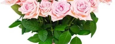 Immagine 8 azienda FIORI E FIORI DI STEFANIA MEZZELANI Shopping e acquisti in Filottrano AN