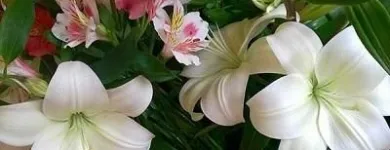 Immagine 4 azienda FIORISTA IL GIARDINO DI LORI Shopping e acquisti in Bizzozero VA