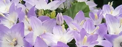 Immagine 1 azienda FOLETTO GARDEN Vivaio in Samarate VA