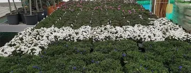 Immagine 2 azienda FOLETTO GARDEN Vivaio in Samarate VA