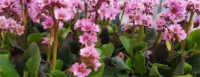 Immagine 3 azienda FOLETTO GARDEN Vivaio in Samarate VA