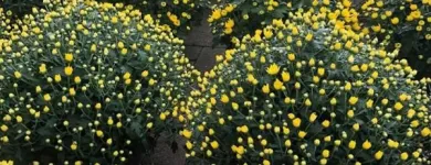 Immagine 5 azienda GARDEN PANZERI Vivaio in Ferno VA