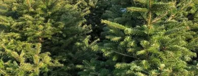 Immagine 6 azienda GARDEN PANZERI Vivaio in Ferno VA