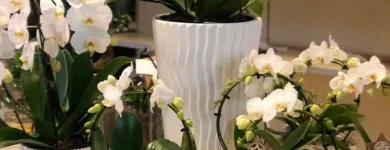 Immagine 7 azienda GARDEN PANZERI Vivaio in Ferno VA