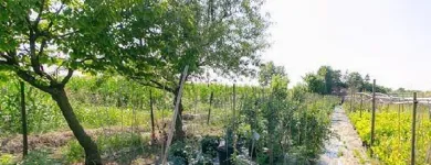 Immagine 3 azienda GARDEN SHOP PASINI Vivaio in Montichiari BS