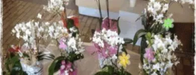 Immagine 6 azienda GARDEN SHOP PASINI Vivaio in Montichiari BS