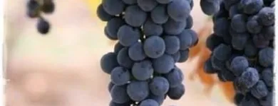 Immagine 8 azienda GARDEN SHOP PASINI Vivaio in Montichiari BS