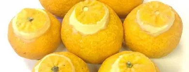 Immagine 5 azienda GELATERIA CAFFETTERIA MERELLI EX POZZI Gelateria in Milano
