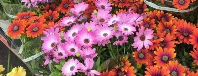 Immagine 3 azienda GIOVANNI PUGLISI Vivaio in Giarre CT