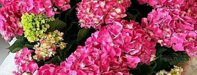 Immagine 4 azienda GIOVANNI PUGLISI Vivaio in Giarre CT