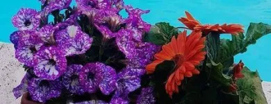 Immagine 5 azienda GIOVANNI PUGLISI Vivaio in Giarre CT