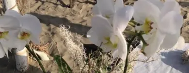 Immagine 5 azienda HAVANA BEACH Sport e tempo libero in Fiumicino RM