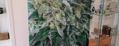 Immagine 4 azienda HEMPATHY GROW SHOP Vivaio in Latina