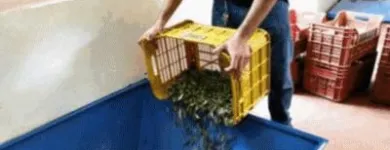 Immagine 6 azienda IL FRANTOIO DI VICOPISANO Shopping e acquisti in Vicopisano PI