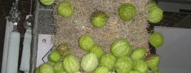 Immagine 4 azienda IL PORTICO FIORI Shopping e acquisti in Moncalieri TO