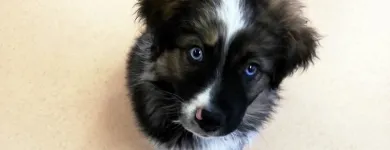 Immagine 6 azienda IL SORVEGLIANTE - ASILO E PENSIONE PER ANIMALI DOMESTICI Servizi professionali in Torino