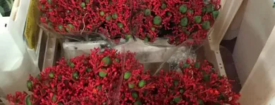 Immagine 1 azienda INGROFLOWERS INGROSSO PIANTE E FIORI DI MICHELE FAGONE Vivaio in Catania