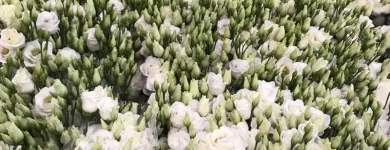Immagine 3 azienda INGROFLOWERS INGROSSO PIANTE E FIORI DI MICHELE FAGONE Vivaio in Catania