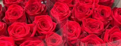 Immagine 5 azienda INGROFLOWERS INGROSSO PIANTE E FIORI DI MICHELE FAGONE Vivaio in Catania