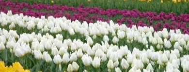 Immagine 7 azienda INGROFLOWERS INGROSSO PIANTE E FIORI DI MICHELE FAGONE Vivaio in Catania