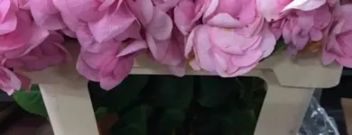 Immagine 8 azienda INGROFLOWERS INGROSSO PIANTE E FIORI DI MICHELE FAGONE Vivaio in Catania