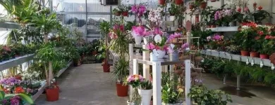 Immagine 1 azienda KETTY GARDEN Vivaio in Bisuschio VA