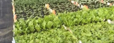 Immagine 2 azienda KETTY GARDEN Vivaio in Bisuschio VA