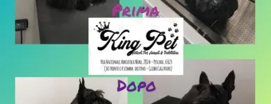 Immagine 1 azienda KING PET Shopping e acquisti in Pescara