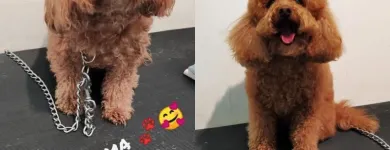 Immagine 5 azienda KING PET Shopping e acquisti in Pescara