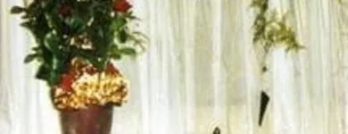 Immagine 1 azienda L'ORCHIDEA Shopping e acquisti in Olgiate Comasco