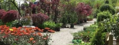 Immagine 5 azienda L'ORCHIDEA Shopping e acquisti in Olgiate Comasco