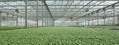 Immagine 2 azienda L'ORTOFRUTTIFERO Vivaio in Arena Metato