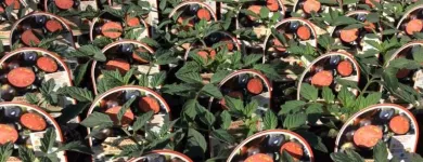 Immagine 3 azienda L'ORTOFRUTTIFERO Vivaio in Arena Metato