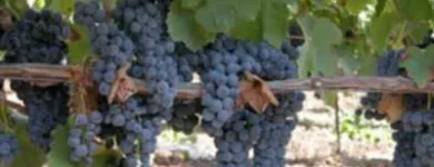 Immagine 2 azienda LA VINICOLA DEL VECCHIO Industrie e agricoltura in Telese Terme BN