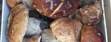 Immagine 5 azienda LINEA TARTUFI Shopping e acquisti in Pozzuoli NA