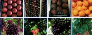 Immagine 1 azienda LU.SI. GROUP Shopping e acquisti in San Ferdinando Di Puglia BT