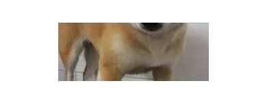 Immagine 2 azienda MARAMIAO PET SHOP Servizi professionali in Bagno A Ripoli FI
