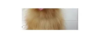 Immagine 3 azienda MARAMIAO PET SHOP Servizi professionali in Bagno A Ripoli FI
