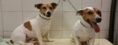 Immagine 5 azienda MARAMIAO PET SHOP Servizi professionali in Bagno A Ripoli FI