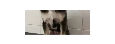 Immagine 6 azienda MARAMIAO PET SHOP Servizi professionali in Bagno A Ripoli FI