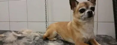Immagine 7 azienda MARAMIAO PET SHOP Servizi professionali in Bagno A Ripoli FI