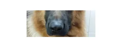 Immagine 8 azienda MARAMIAO PET SHOP Servizi professionali in Bagno A Ripoli FI