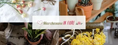 Immagine 3 azienda MARCHESANE IN FIORE Shopping e acquisti in Bassano Del Grappa VI