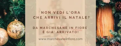 Immagine 4 azienda MARCHESANE IN FIORE Shopping e acquisti in Bassano Del Grappa VI