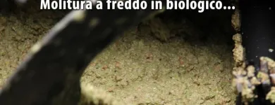 Immagine 5 azienda OLEIFICIO SCAPELLATO DI SERGIO SCAPELLATO Gastronomia in Rosolini SR