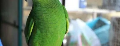 Immagine 4 azienda ORNIZOO Shopping e acquisti in Cantù