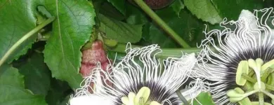 Immagine 2 azienda PASSIFLORA Industrie e agricoltura in Ispica