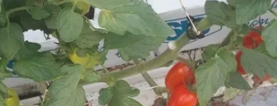 Immagine 3 azienda PASSIFLORA Industrie e agricoltura in Ispica